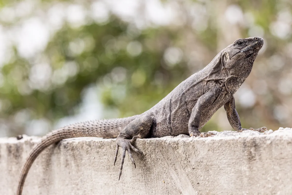Iguana descansando sobre un muro de piedra en el jardín